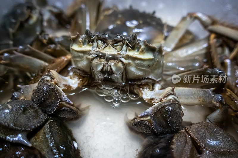 中华绒螯蟹，中国大闸蟹，大闸蟹，青蟹，上海大闸蟹