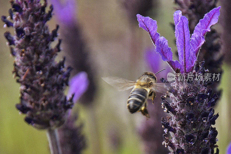 蜜蜂与薰衣草“笨蛋”