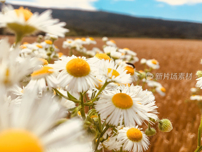 麦田里的洋甘菊花