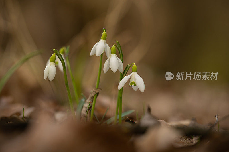 聚焦森林里的雪花莲，休息模糊