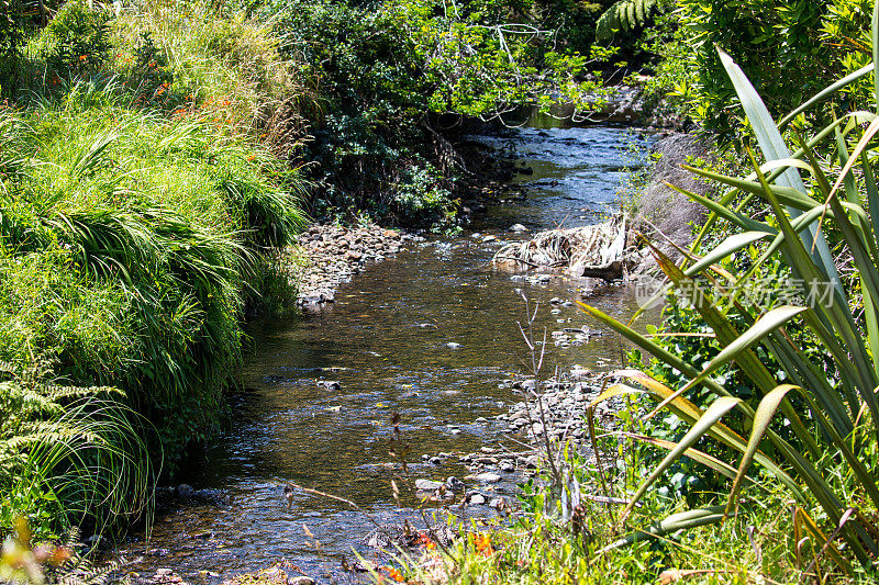 新西兰:淡水溪流