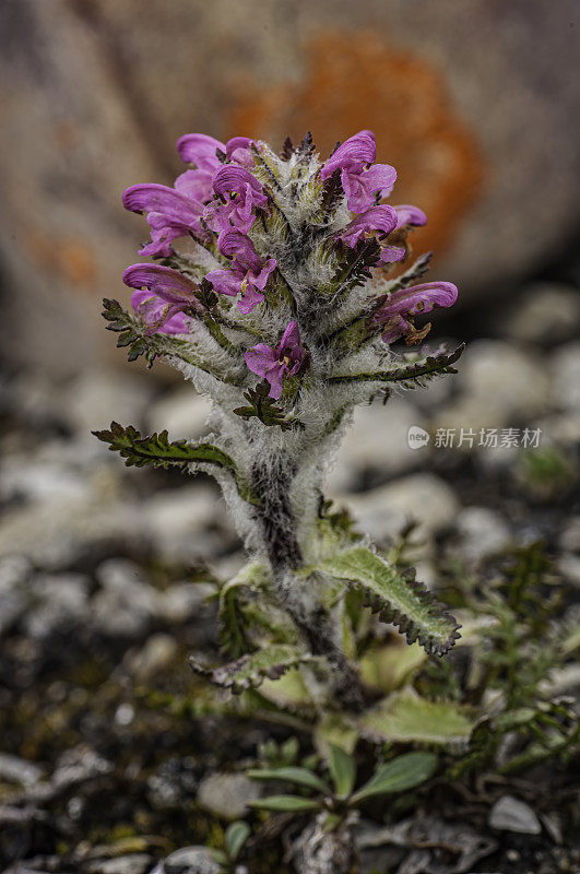 羊茅，马先蒿，萨默塞特岛，努勒维特，加拿大，Orobanchaceae