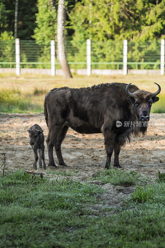 在别洛维日斯卡娅普什查国家公园的野牛和它的幼崽的特写