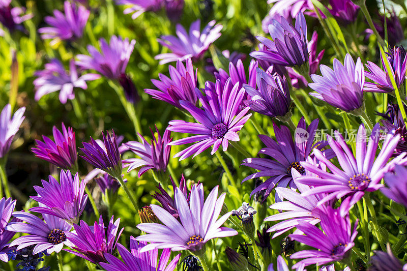 紫破骨菊，二形花，非洲雏菊花