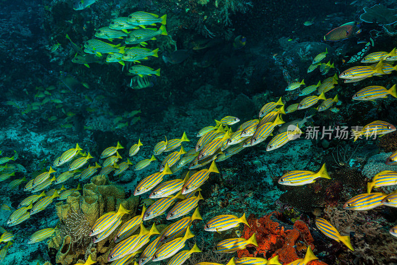 惊人的鱼类多样性，拉贾安帕群岛，印度尼西亚