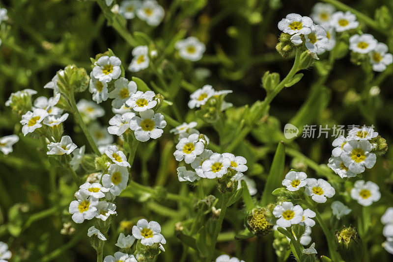 斜长柄草，玉米花，圣罗莎平原春池;圣罗莎;加利福尼亚州索诺玛县