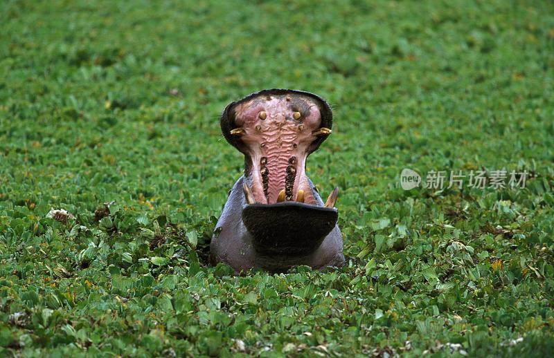河马，两栖河马，成年站在沼泽，马赛马拉公园在肯尼亚