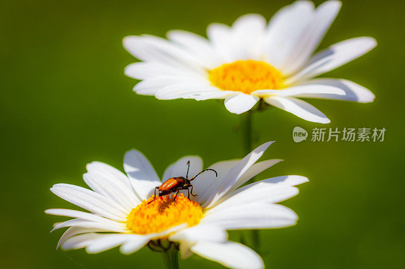 玛格丽特花