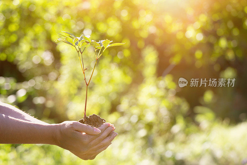 女人手里拿着一株植物