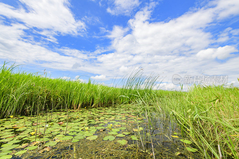 IJsseldelta古Mandjeswaard圩田的夏季景观