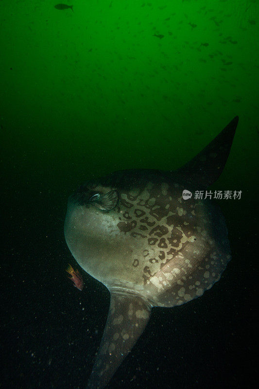 热带鱼，海洋生物，月亮鱼