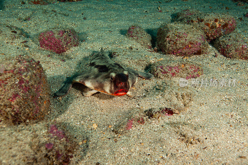 热带鱼，海洋生物，