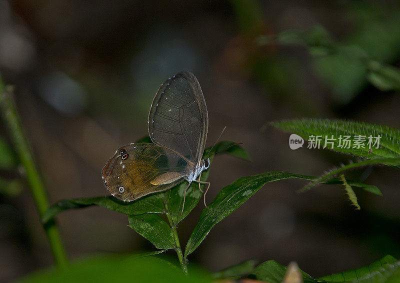 亚马逊热带雨林的一只玻璃翅膀蝴蝶