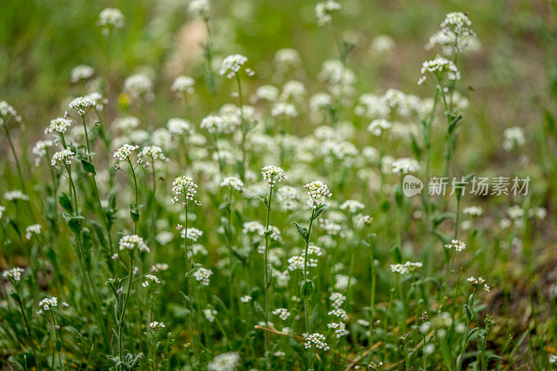 野白雏菊花浸在地里