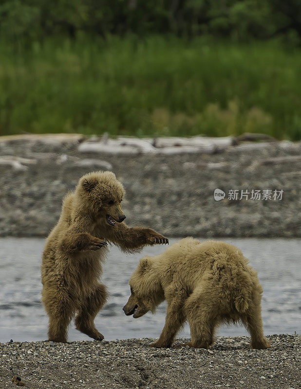 玩耍的棕熊幼崽，小棕熊，北极熊，卡特迈国家公园，阿拉斯加。熊科。小熊们在互相玩耍。
