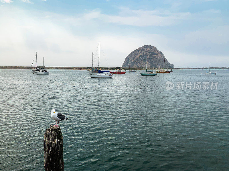 海鸥和帆船停泊在加利福尼亚的莫罗湾