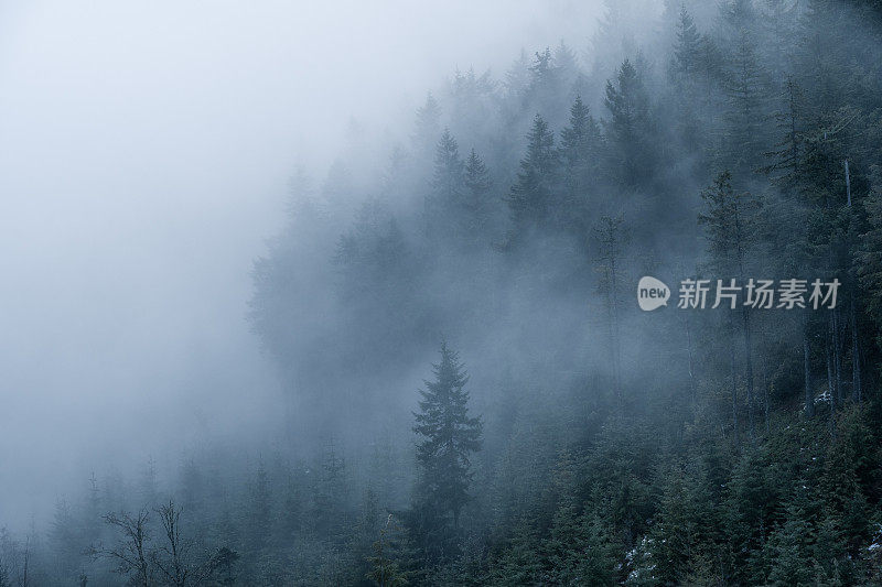 温哥华岛多雾雨林