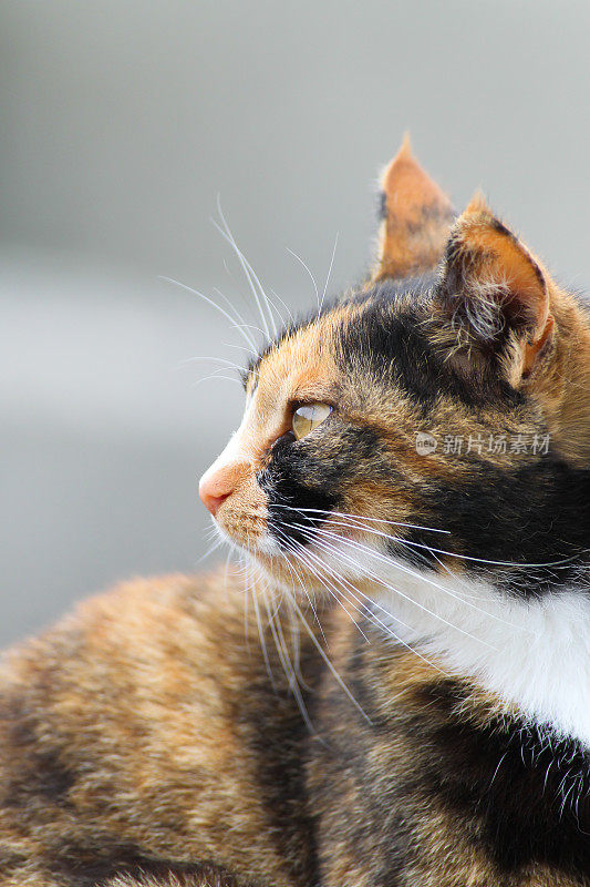 冲绳岛流浪猫回头看