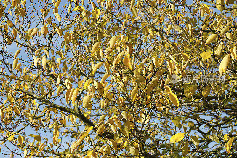 纸质桑树秋叶黄澄澄