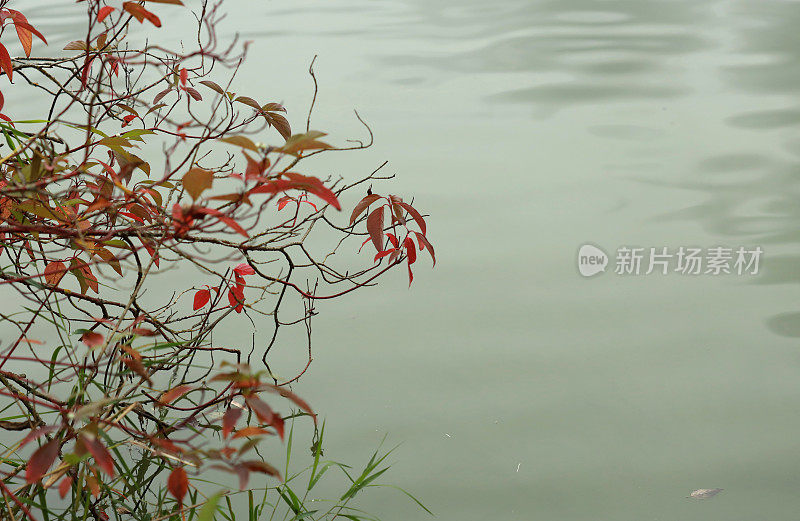 加拿大泻湖上的秋天植物