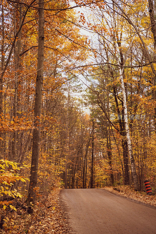 秋天里在森林里散步的女人
