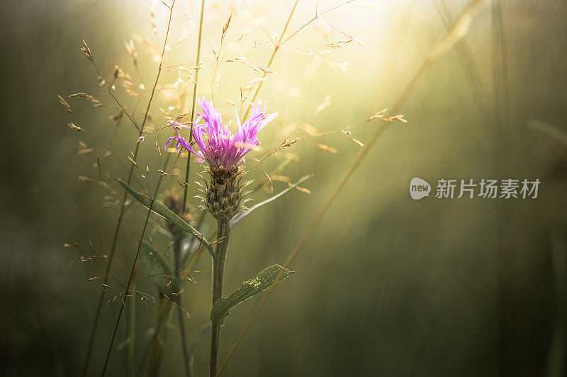 长满野草的草地