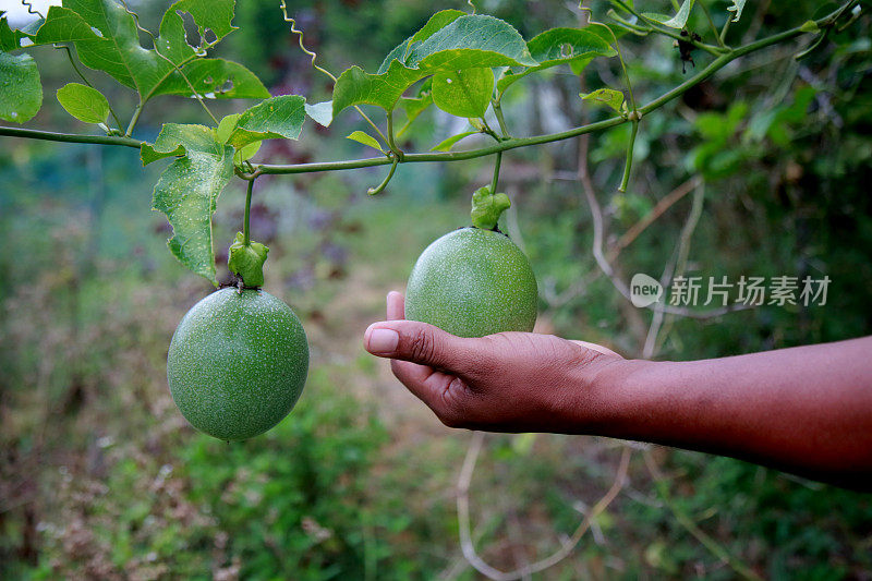 巴伊亚的百香果种植园