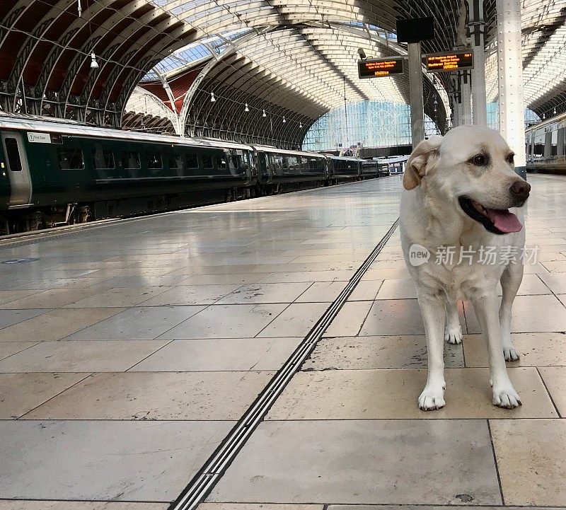 火车站里的拉布拉多寻回犬