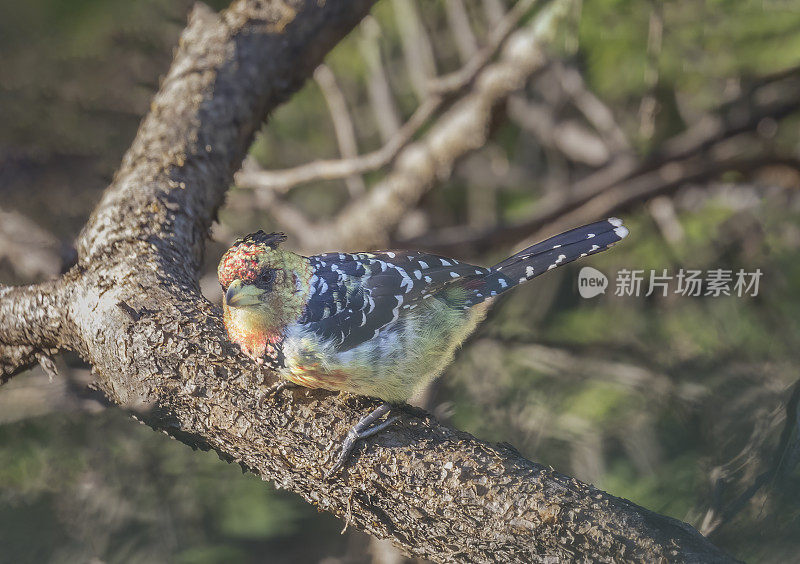 南非的鸟