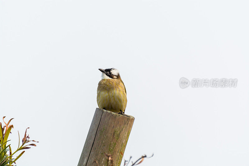 中国舟山的中国白头翁鸟
