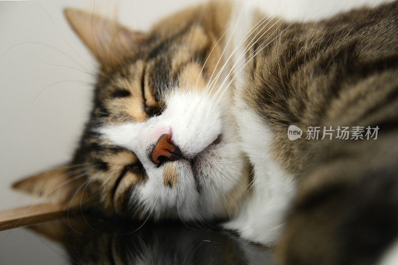 美丽的虎斑猫肖像