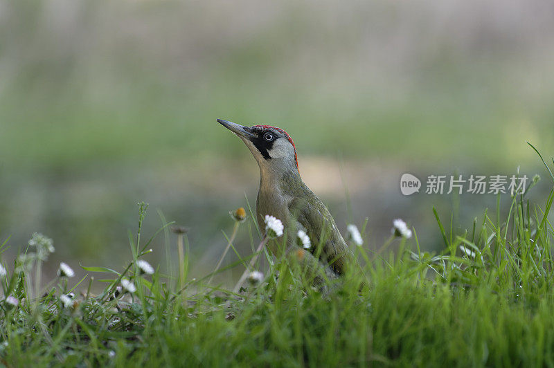 绿啄木鸟在草地上