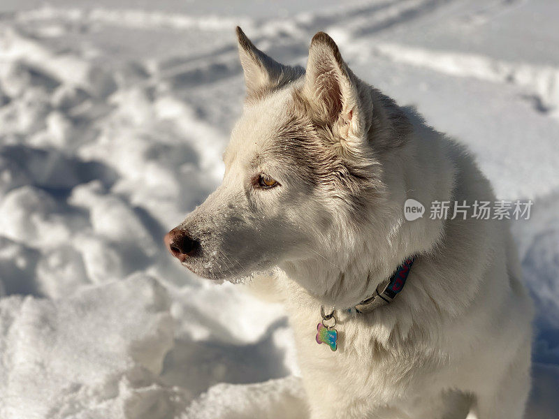 雪地里的哈士奇狗