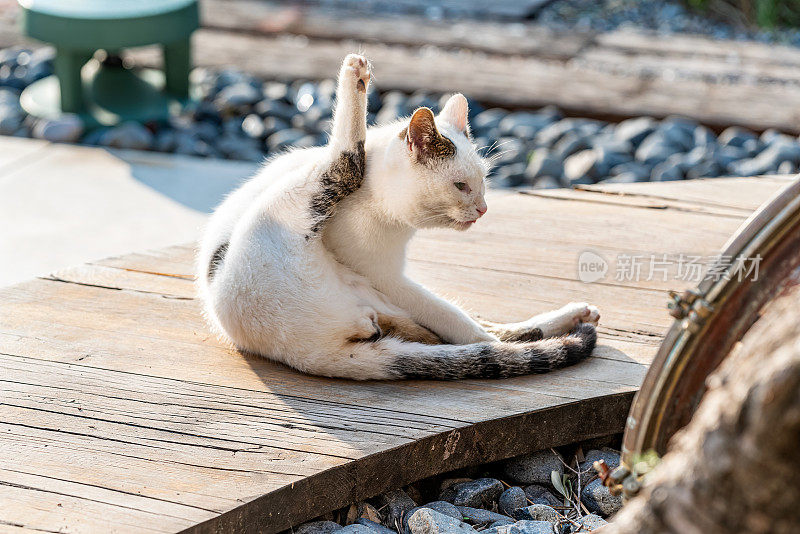 在大流行期间，流浪猫在空旷的阿拉卡蒂(Alaçatı)的木制场所上寻找和清洁