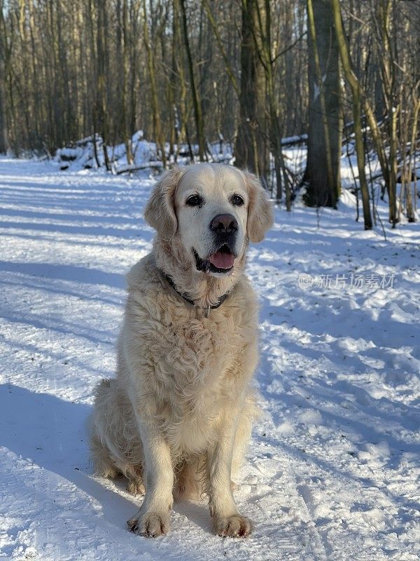 雪中的金毛寻回犬