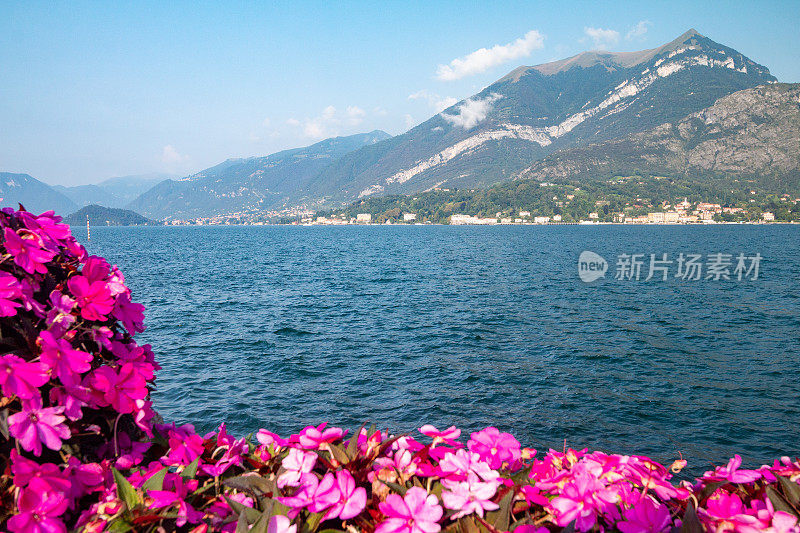 意大利伦巴第科莫湖上的凤仙花