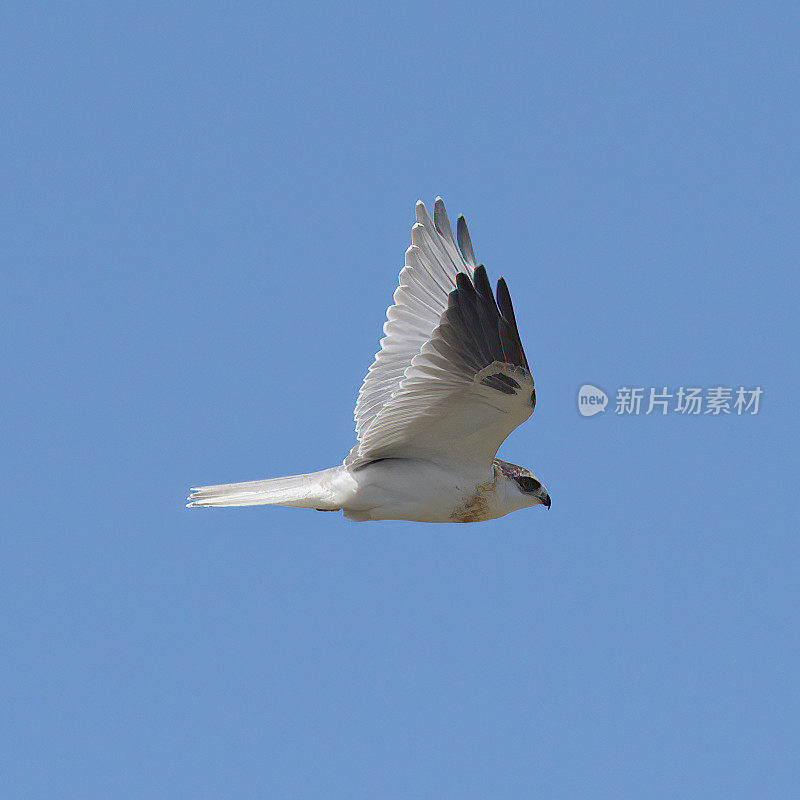 一只白尾风筝在蓝天下飞翔