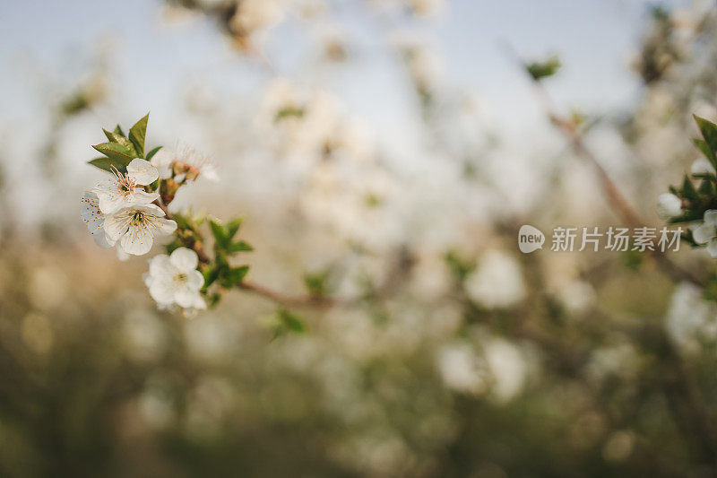 近距离的树上绽放着花朵