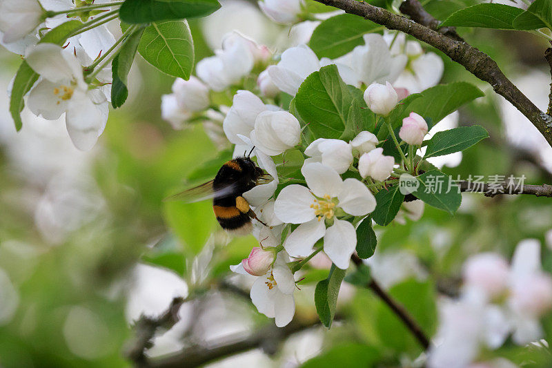 大黄蜂在苹果树花间的特写