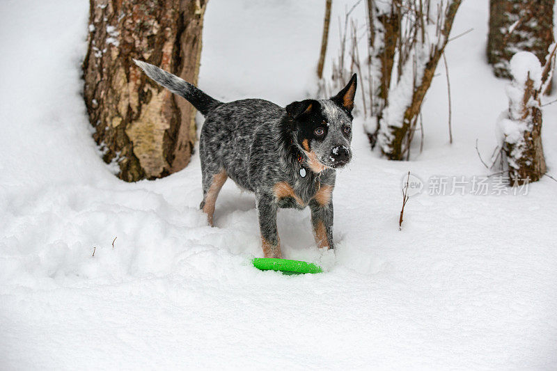 小狗骄傲地看着主人，他在雪地里挖出了他最喜欢的玩具。