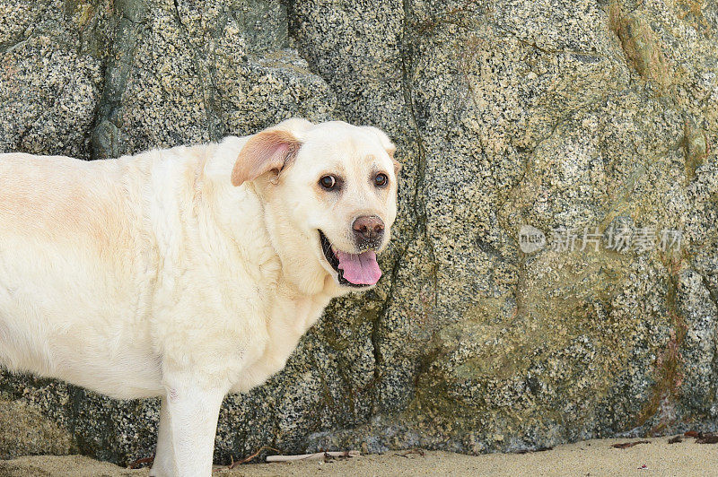 海滩上的拉布拉多寻回犬