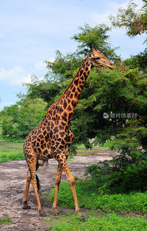 西非长颈鹿又名尼日尔长颈鹿，萨卢姆三角洲国家公园-法萨拉保护区，塞内加尔