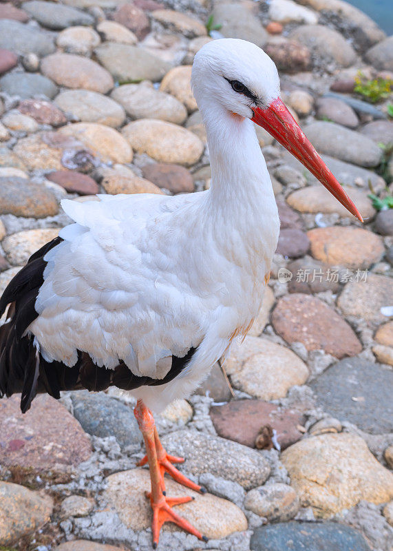 白色羽毛优雅的鹳或石鹤，站在池塘附近的石头人行道上。红嘴和可爱的眼睛。野生动物，公园，动物园，户外，动物主题，旅行，观鸟，观察。