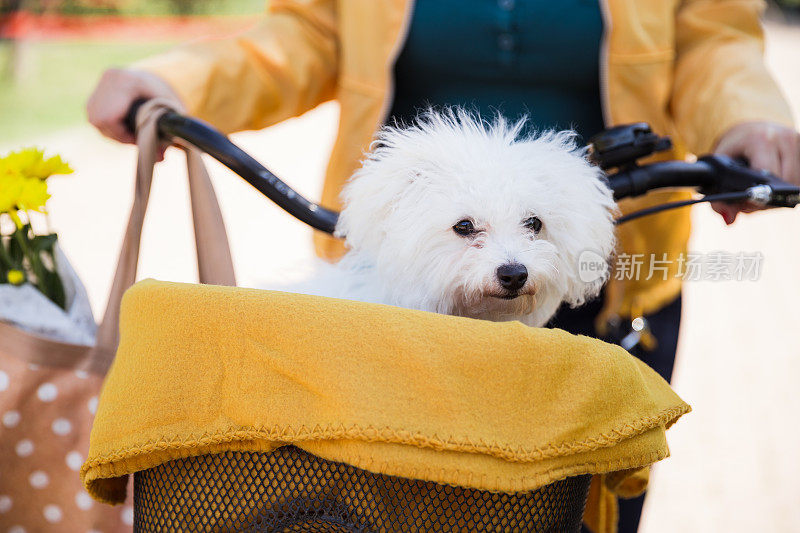 一个女人骑着自行车，自行车篮子里有一只小狗，包里有鲜花