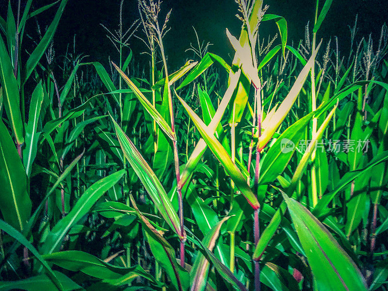 黑暗中玉米种植园的照片。