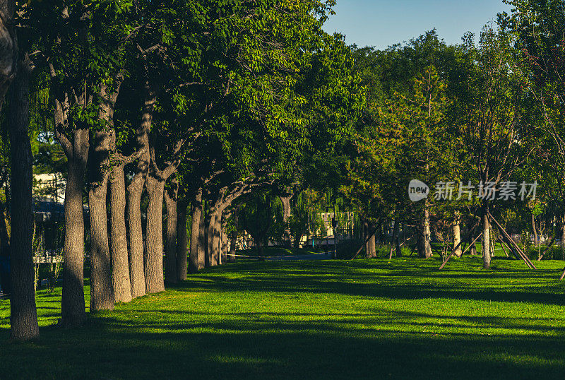 公园的背景。阳光明媚的夏天