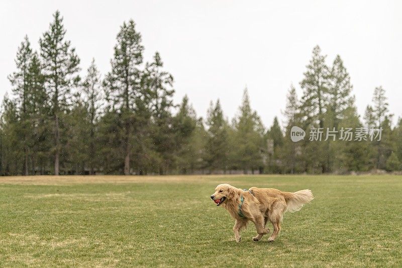 快乐的金毛寻回犬在狗公园玩fetch