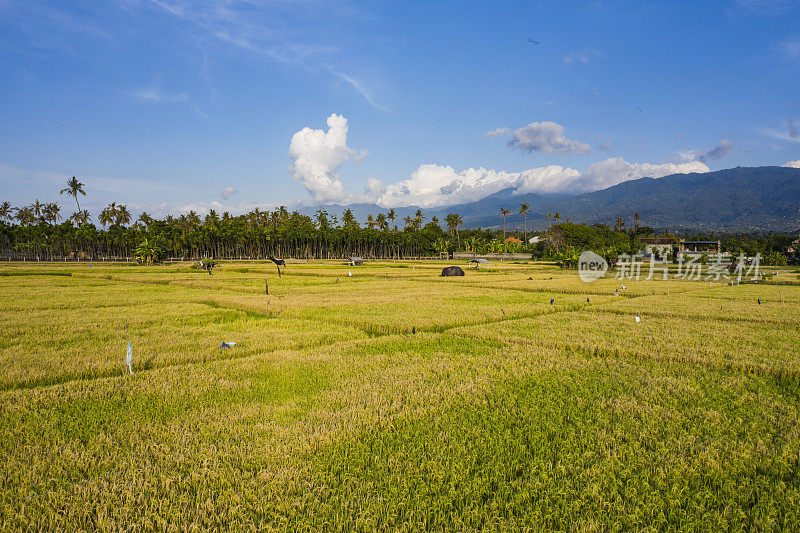 鸟瞰巴厘岛洛维纳乡村的稻田