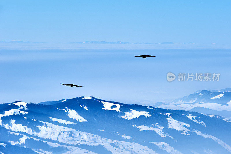 两只黑鹰在阿尔卑斯山上空滑翔的特写镜头