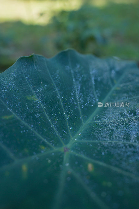 近距离观看树叶上的雨滴